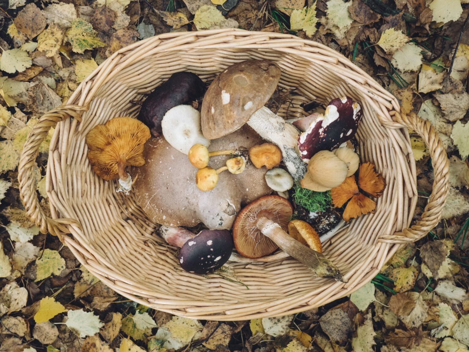 Korb mit frisch gesammelten Waldpilzen
